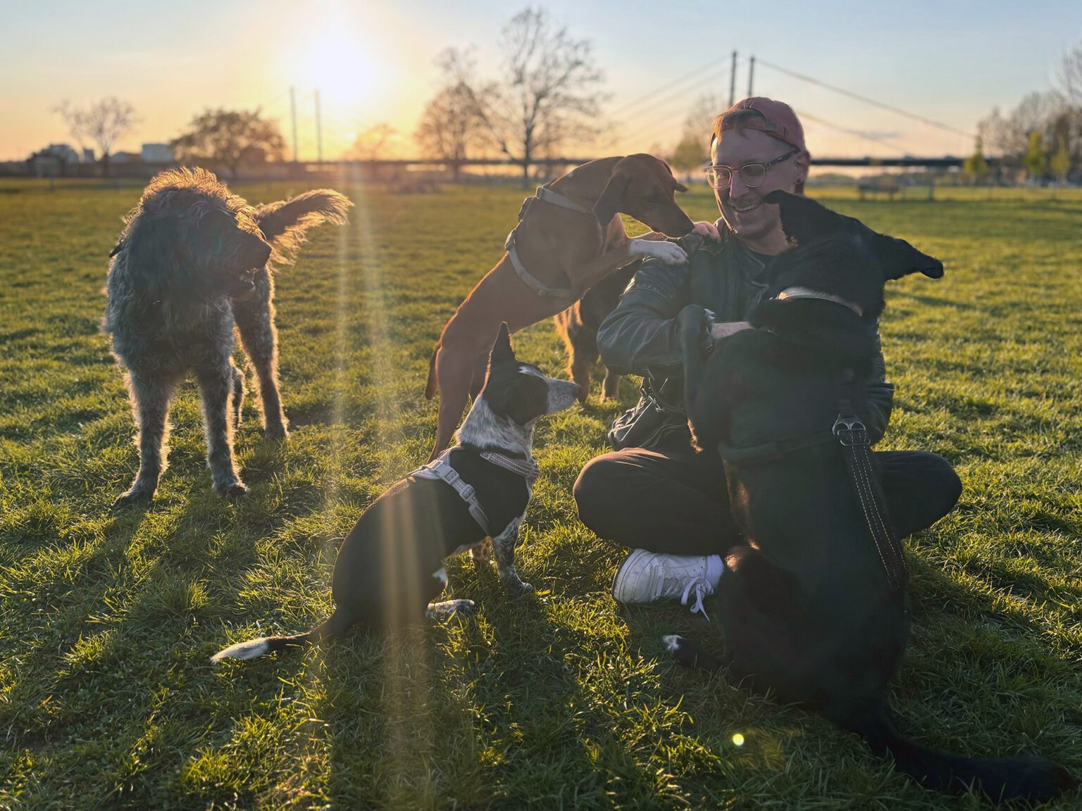 Patrick Gruben mit mehreren Hunden — Hundetraining in Düsseldorf