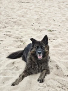 Hund Balou am Strand – Hundetraining mit grubenhund aus Düsseldorf
