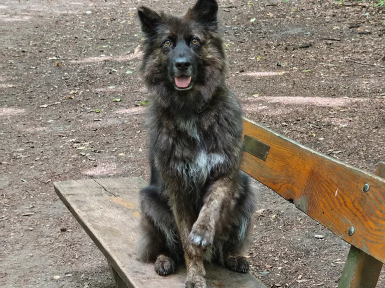 Darum gehe ich mit meinem Hund nicht mehr "spazieren"