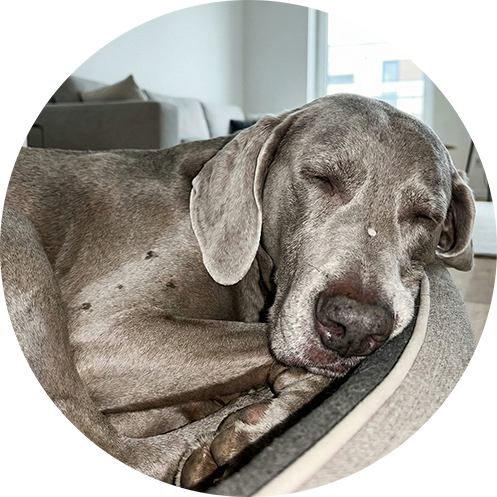 Verhaltensberatung für ältere Hunde